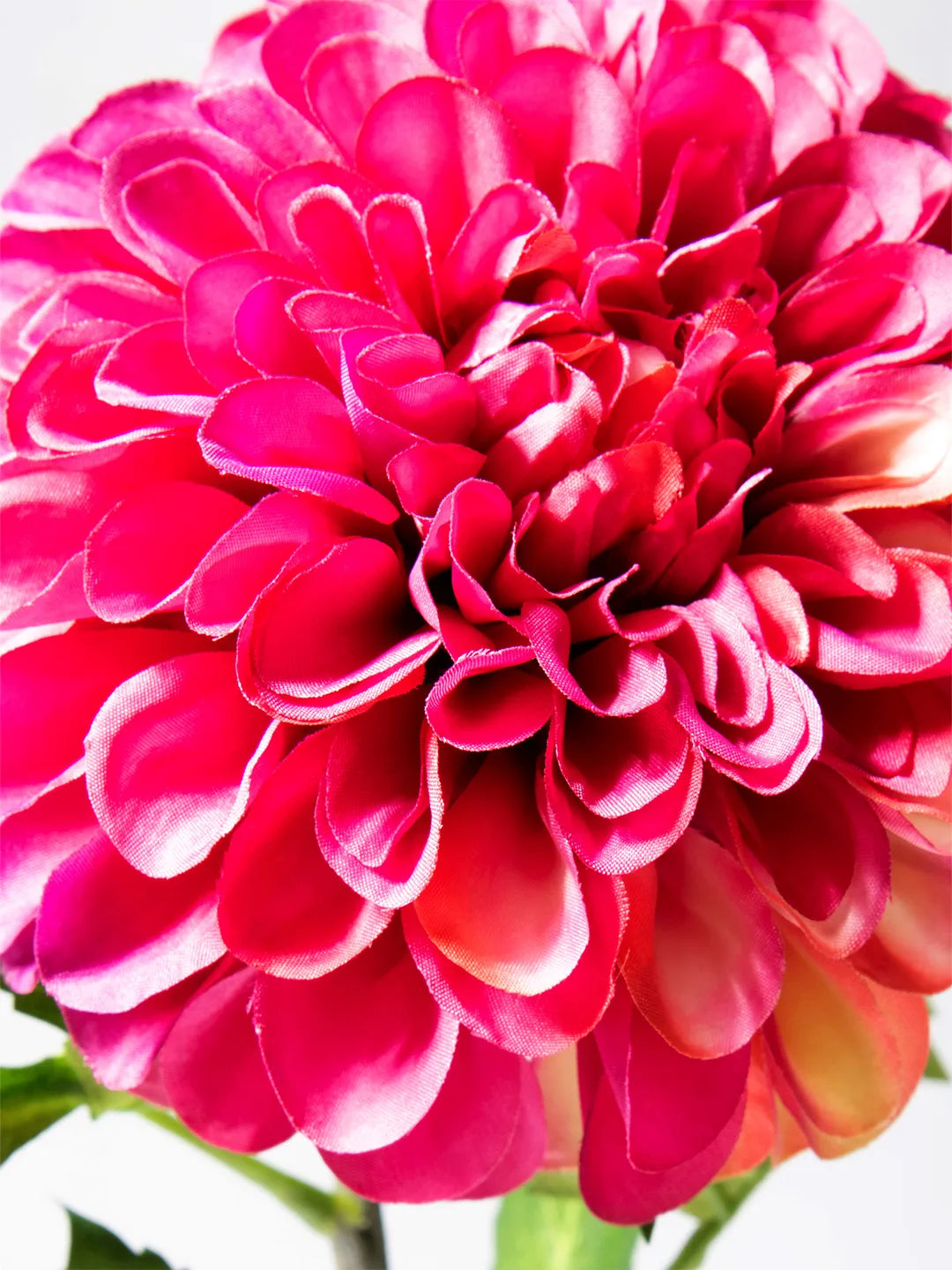 Detail van roze zijden Dahlia pompon – 74 cm