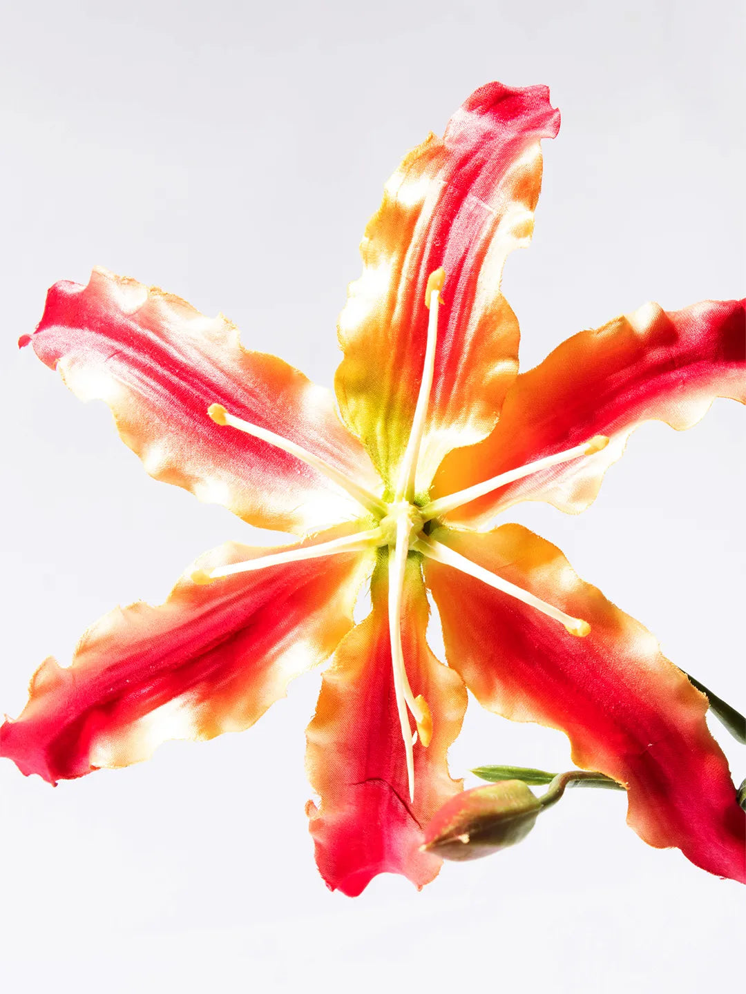 Detail van roze-gele zijden Gloriosa bloem – 90 cm