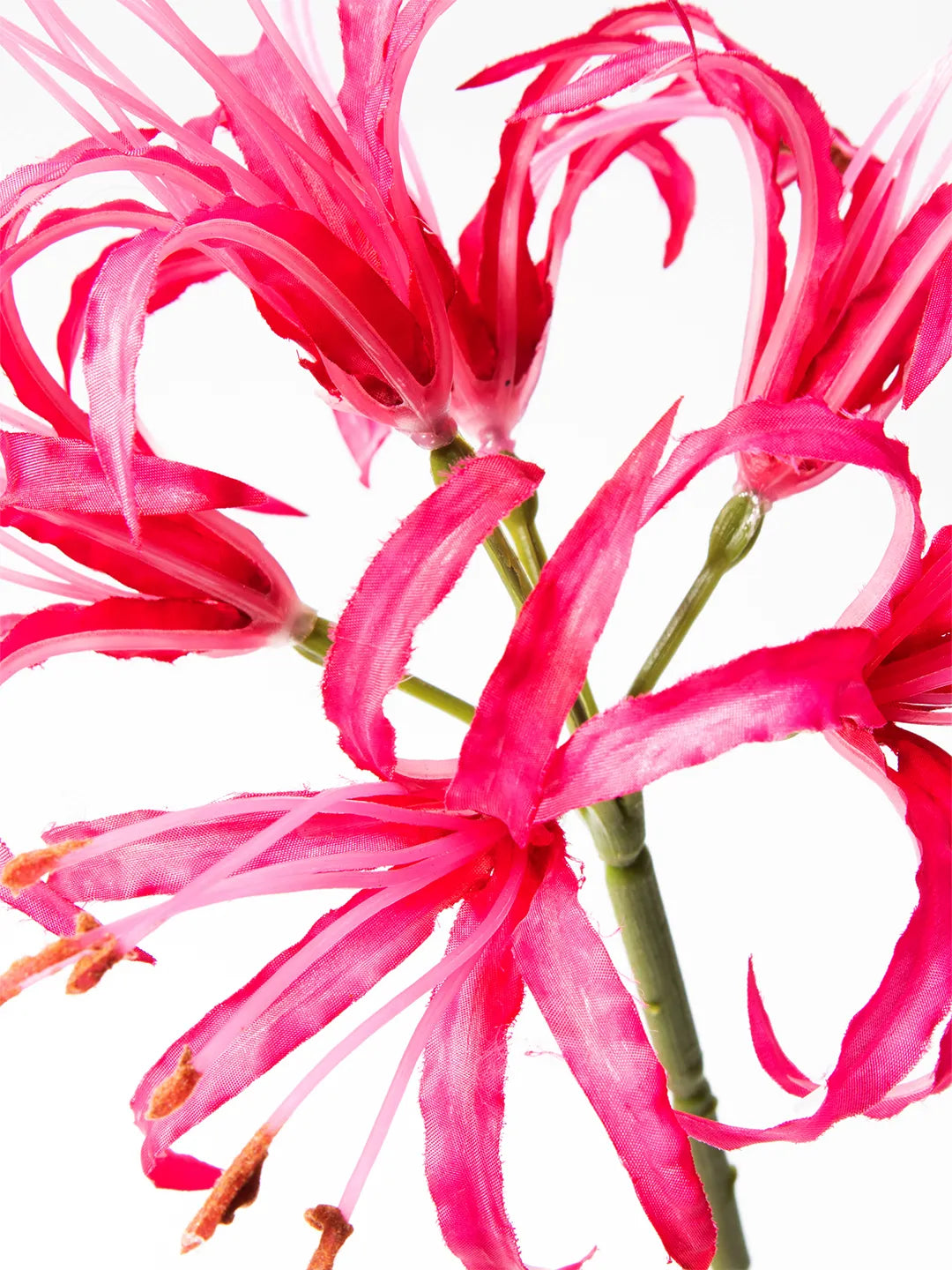 Detail van roze zijden Nerine bloem – 63 cm